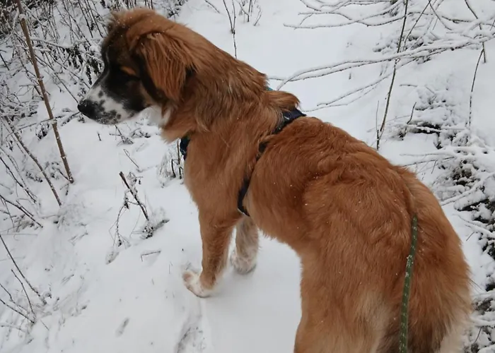 Haus Elise Appartement *